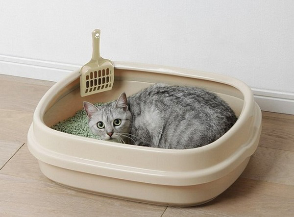 Cách dạy mèo đi vệ sinh đúng chỗ cực đơn giản chỉ với 3 bước