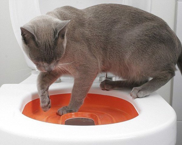 Dạy mèo đi vệ sinh trên bồn cầu là cách trị mèo ị bậy hiệu quả