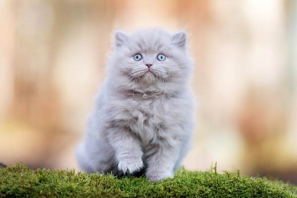 Tổ tiên của mèo Anh lông dài là mèo Anh lông ngắn và mèo Ba Tư
