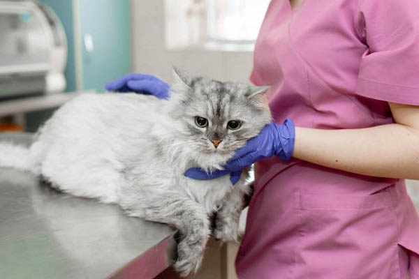 Tiêm phòng cho mèo theo định kỳ để phòng tránh bệnh hiệu quả