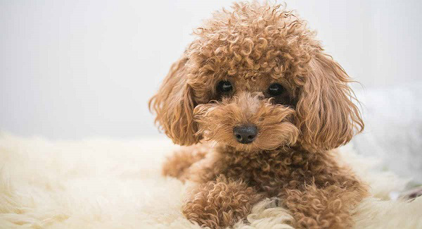 Chó Poodle có ngoại hình dễ thương với bộ lông xoăn tít