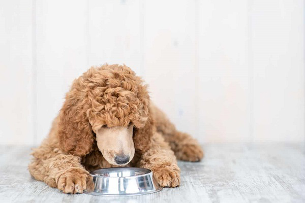 Cách chăm chó Poodle theo chế độ dinh dưỡng đúng chuẩn