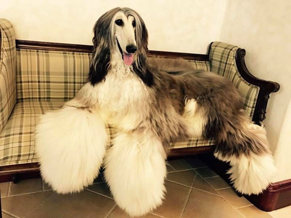 Chó săn Afghanistan thích ở trong nhà với gia đình