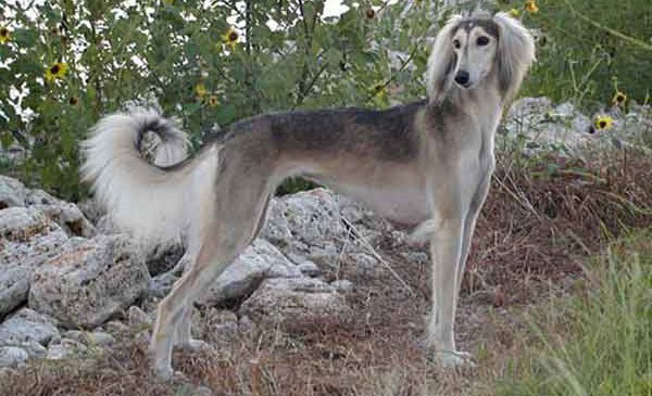 Saluki là một giống chó cổ xưa từ Lưỡi liềm màu mỡ và có thể chạy tới 43 dặm một giờ.