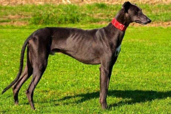 Greyhound là loài chó nhanh nhất trên thế giới, có khả năng chạy tới 45 dặm một giờ.
