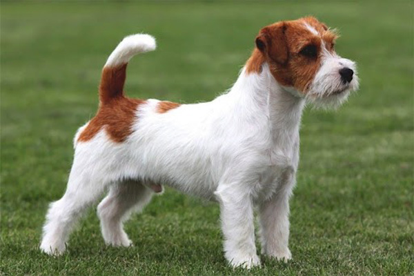 Jack Russell Terrier là giống chó nhỏ nhanh nhất, có khả năng chạy tới 38 dặm một giờ.