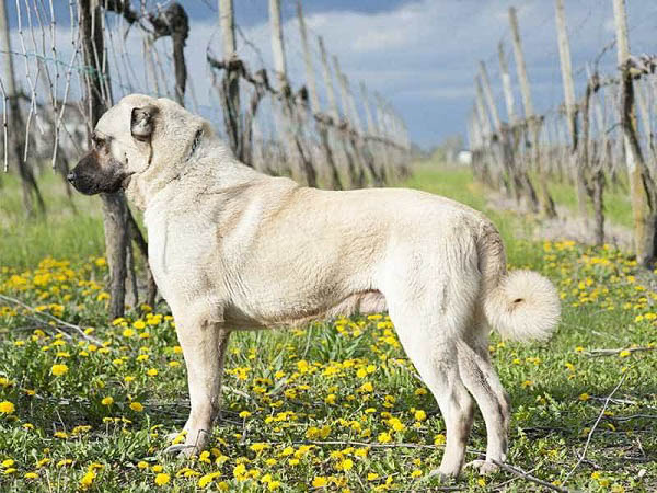 Chó chăn cừu Anatolian