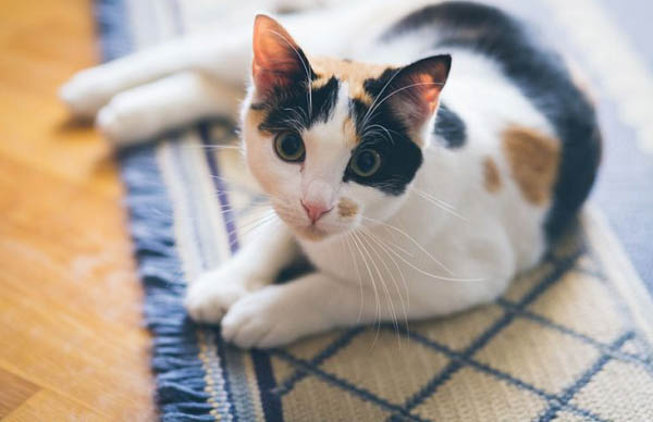 Mèo Tam Thể là giống mèo phổ biến trên thế giới