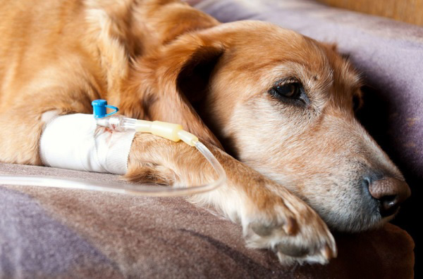 Bệnh parvo ở chó kéo dài bao lâu?