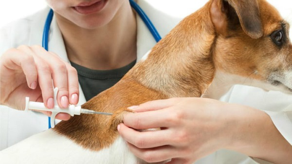Tiêm phòng cho chó là giải pháp phòng bệnh hiệu quả