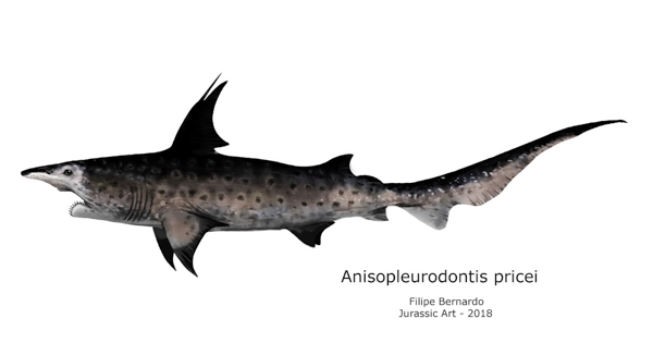 Anisopleurodontis