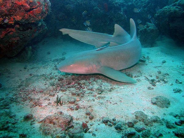 Một con cá mập y tá trong một rạn san hô
