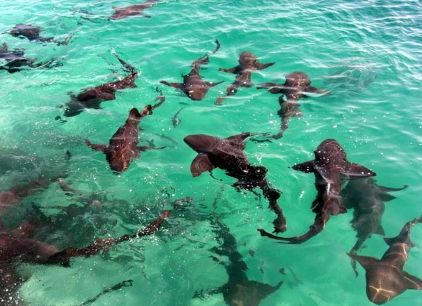 Một nhóm cá mập y tá