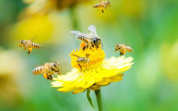 Tìm hiểu chung về các loài ong thường gặp ở Việt Nam