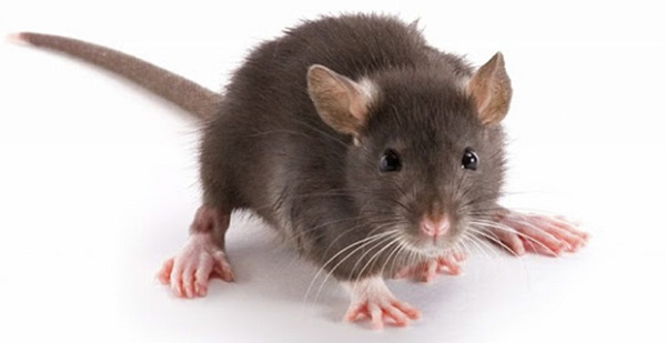 Chuột cống là loài vật có hại