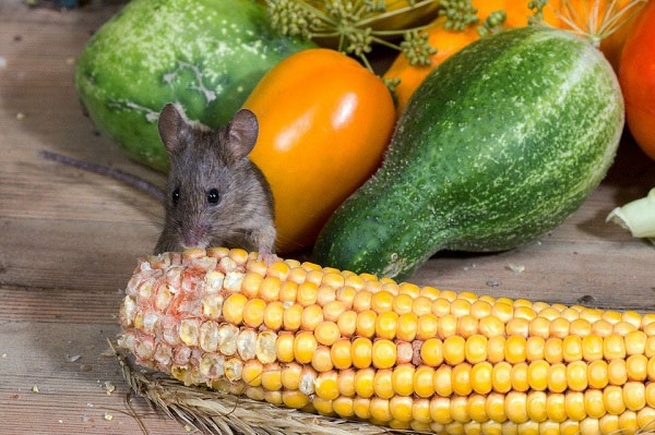 Chuột cống phá hoại lương thực