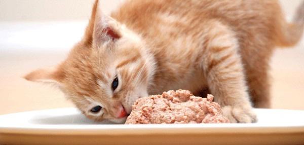 Tự làm pate cho mèo để đảm bảo an toàn vệ sinh và cung cấp đủ dinh dưỡng cho mèo