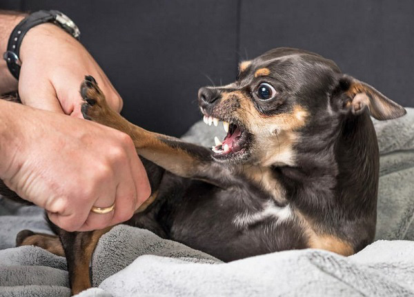 Cắt móng không đúng cách có thể ảnh hưởng tới tâm lý và sức khỏe của chó cưng