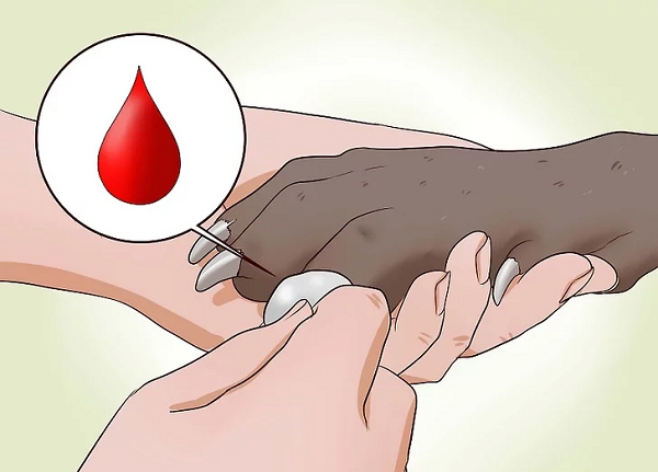 Nhanh chóng cầm máu khi cắt phạm móng chân của chó