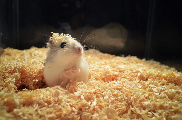 6 câu hỏi thường gặp về cát tắm cho chuột hamster
