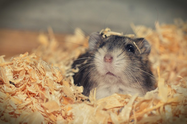 Sử dụng cát tắm để đảm bảo sức khỏe cho chuột hamster