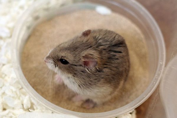 Có rất nhiều loại cát tắm cho chuột hamster trên thị trường