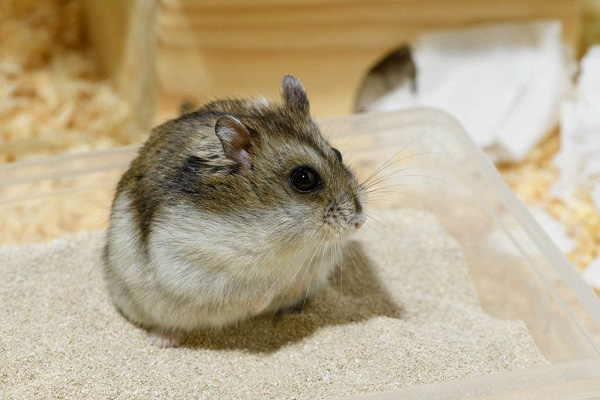 Cách tắm cho chuột hamster bằng cát