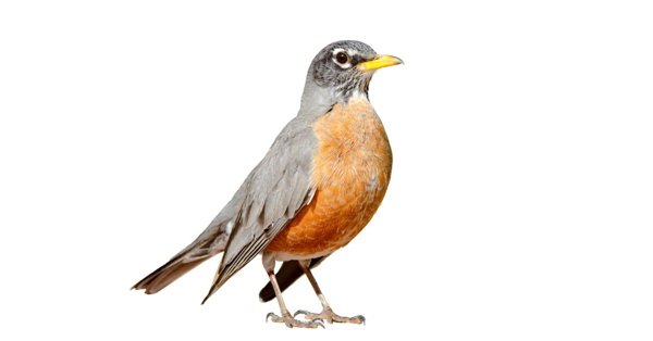 Chim cổ đỏ thường có màu nâu, với phần dưới màu đỏ cam và phần dưới đuôi màu trắng