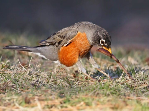 Chim cổ đỏ thường kéo giun đất lên khỏi mặt đất bằng cách sử dụng chân khỏe của nó.