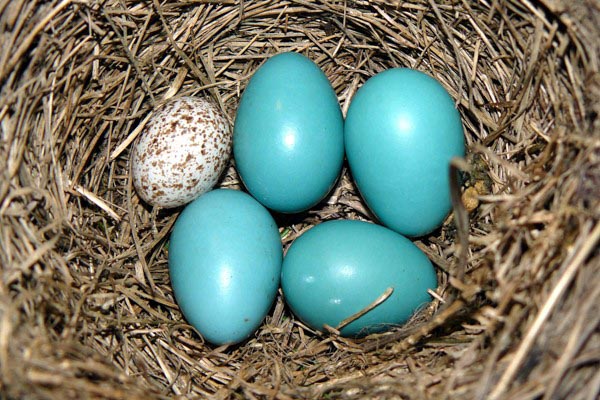 Một số loài chim thường đẻ trứng vào tổ của loài chim khác