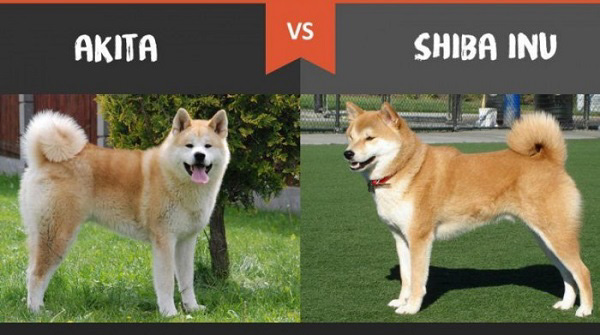 Đây là hai giống chó đặc trưng của Nhật Bản