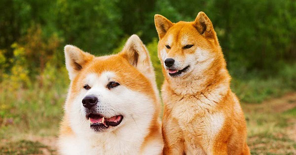Phân biệt chó Akita và Shiba dựa theo ngoại hình