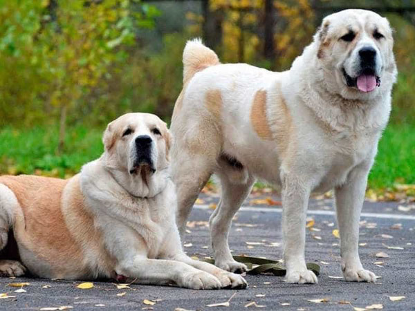 Chó Alabai có kích thước lớn nhất trong các loài chó có kích thước lớn.