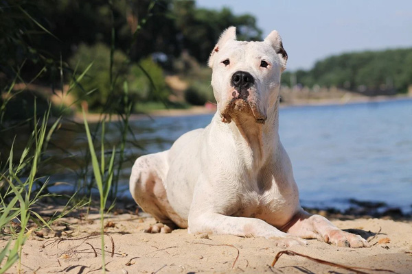 Dogo Argentinos là những con chó lớn phát triển đến chiều cao tiêu chuẩn