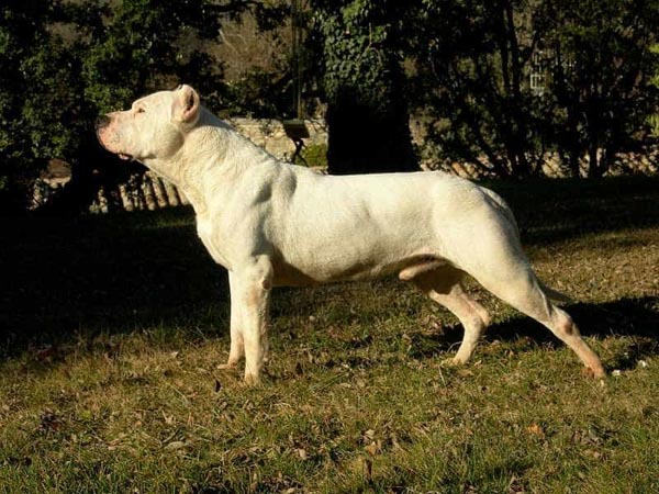 Sức khỏe của chó Dogo Argentino