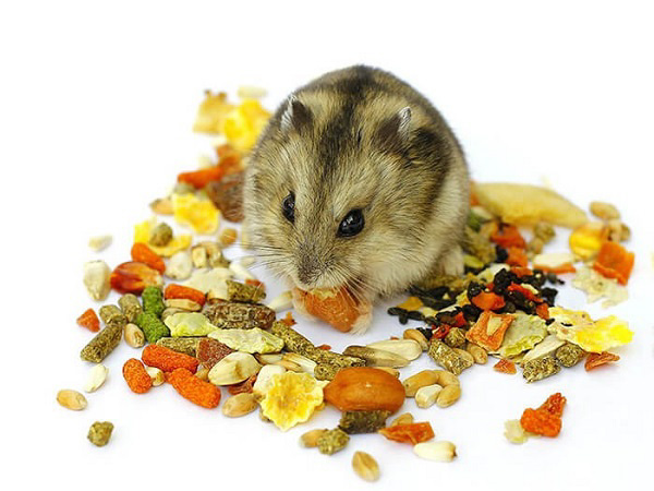 Chuột hamster ăn gì? Cách làm thức ăn cho hamster tại nhà