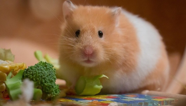 Trái cây và rau củ tươi là thức ăn yêu thích của chuột hamster