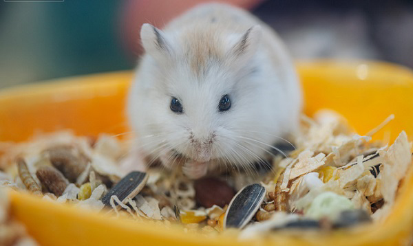 Lưu ý khi cho chuột hamster ăn