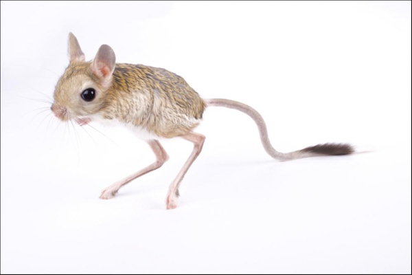 chuột nhảy Jerboa