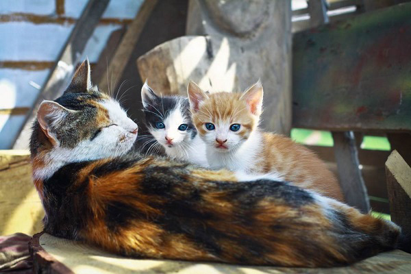 Mèo bắt đầu sinh sản khi được khoảng 6 đến 9 tháng tuổi