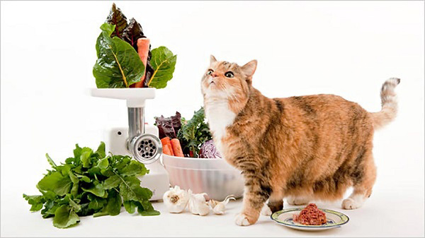 Chuẩn bị chế độ ăn đầy đủ dinh dưỡng ngay khi phát hiện dấu hiệu mèo mang thai