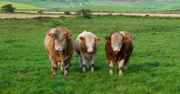 Gia súc và cừu có hệ tiêu hóa phức tạp nhất khi tiêu hóa cỏ.