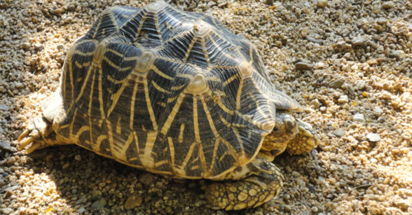 Người ta cho rằng mai rùa Geometric đã tiến hóa để ngụy trang khi nó ăn.