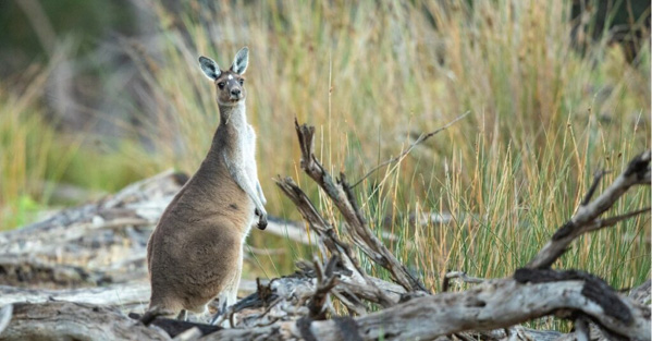 Một con kangaroo có đủ chất xơ từ cỏ mà nó ăn mà nó chỉ cần một ít nước.