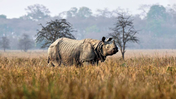 Sừng của tê giác Ấn Độ có thể phát triển lớn tới 25 inch.