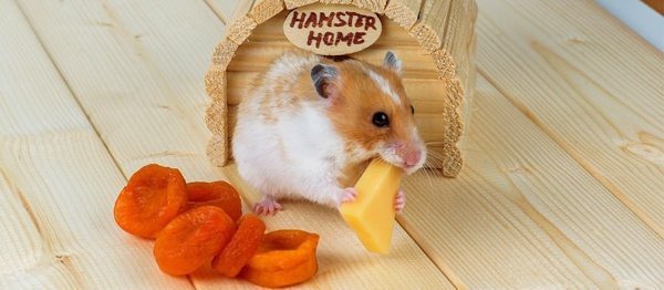 Hầu hết tất cả loài chuột đều thích ăn phô mai