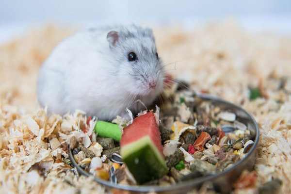 Thức ăn hỗn hợp cung cấp nhiều dinh dưỡng cho Hamster của bạn
