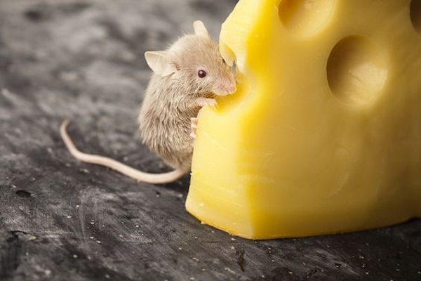Phô mai không phải là thức ăn lành mạnh cho chuột hamster vì nó có hàm lượng chất béo cao