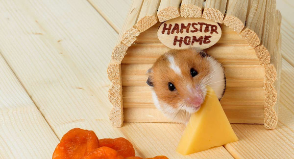 Làm thế nào bạn có thể phát hiện ra hamster của bạn có quá nhiều pho mát?