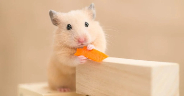 Hamster Syrian ăn một củ cà rốt trên các khối xây dựng.
